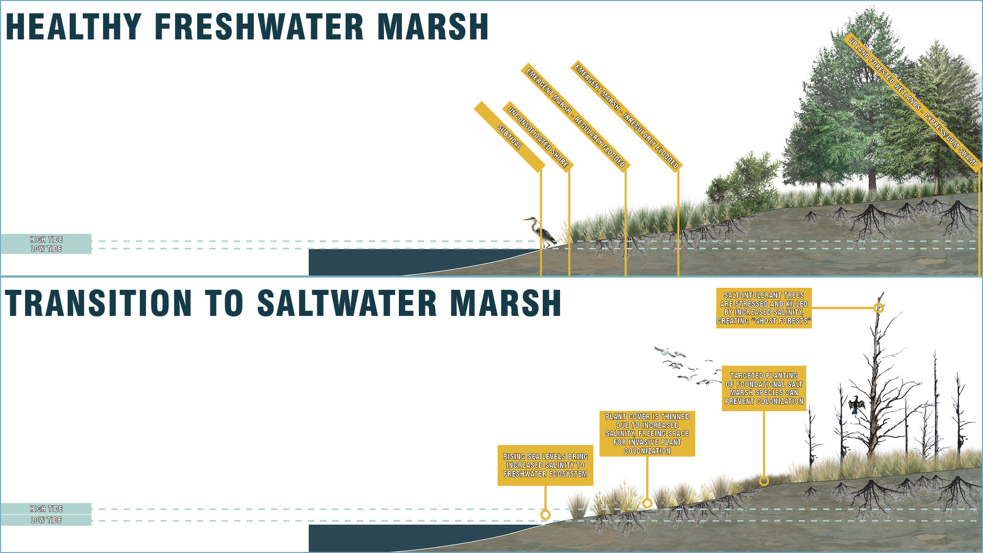 Supporting the Transition to Saltwater Marsh